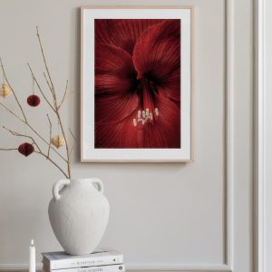 Red Amaryllis Print