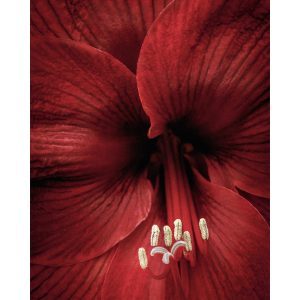 Red Amaryllis Print