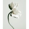 White Poppy Flower Print