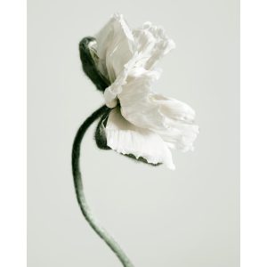 White Poppy Flower Print